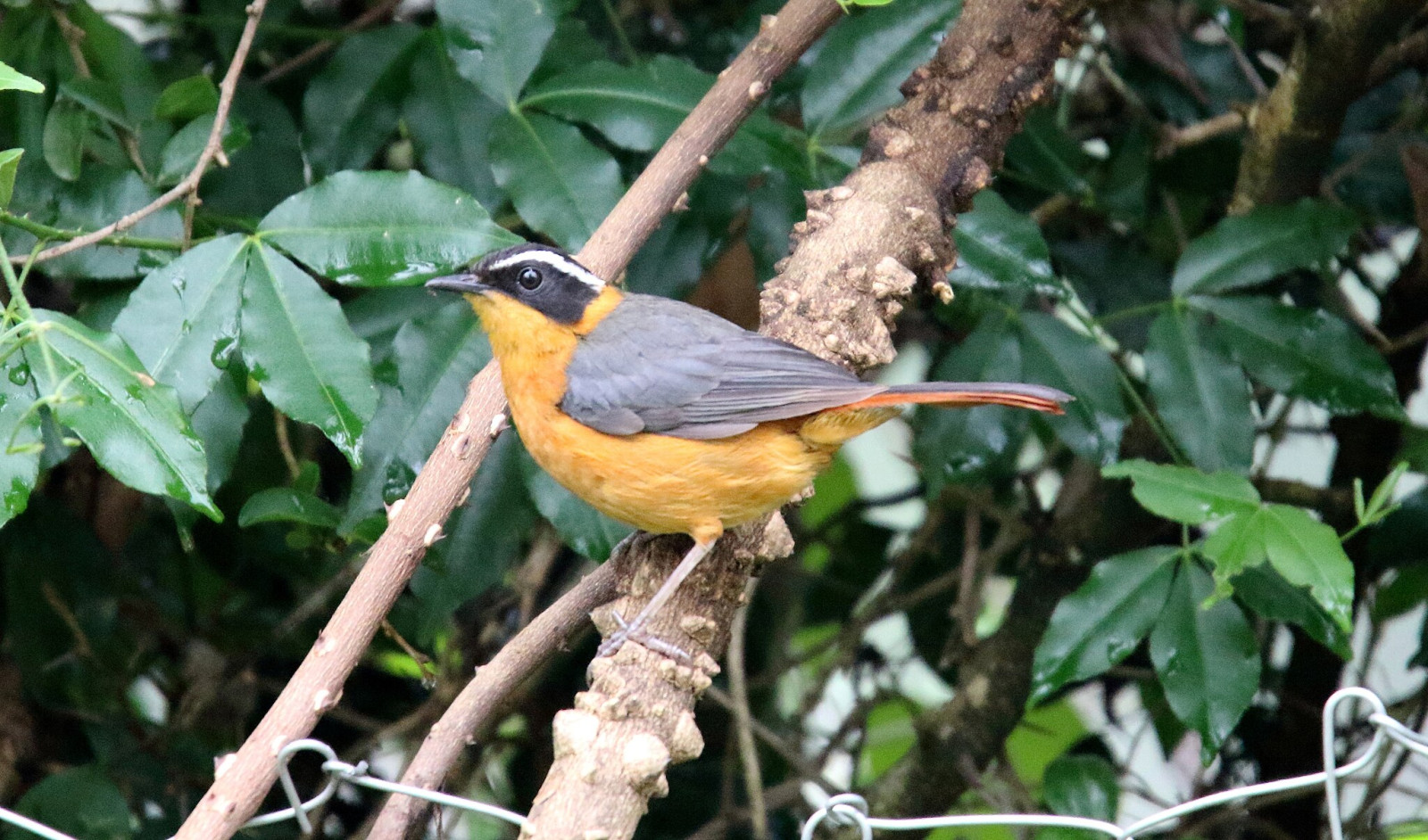 image Rüppell's Robin-Chat